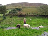 Ring of Kerry - Besuch einer Schafsfarm