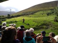 Ring of Kerry - Besuch einer Schafsfarm