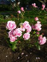 Im Rosengarten von Tralee