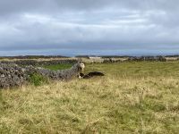 6. Tag – Wandern auf den Aran Islands