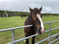 6. Tag – Wandern auf den Aran Islands