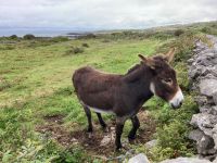 6. Tag – Wandern auf den Aran Islands
