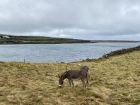 6. Tag – Wandern auf den Aran Islands