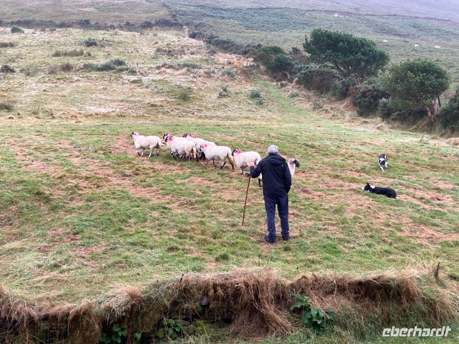 10. Tag – Ring of Kerry – Besuch bei Schäfer Brendan