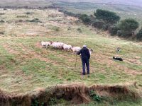 10. Tag – Ring of Kerry – Besuch bei Schäfer Brendan