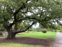 10. Tag – Ring of Kerry – Muckross House and Gardens