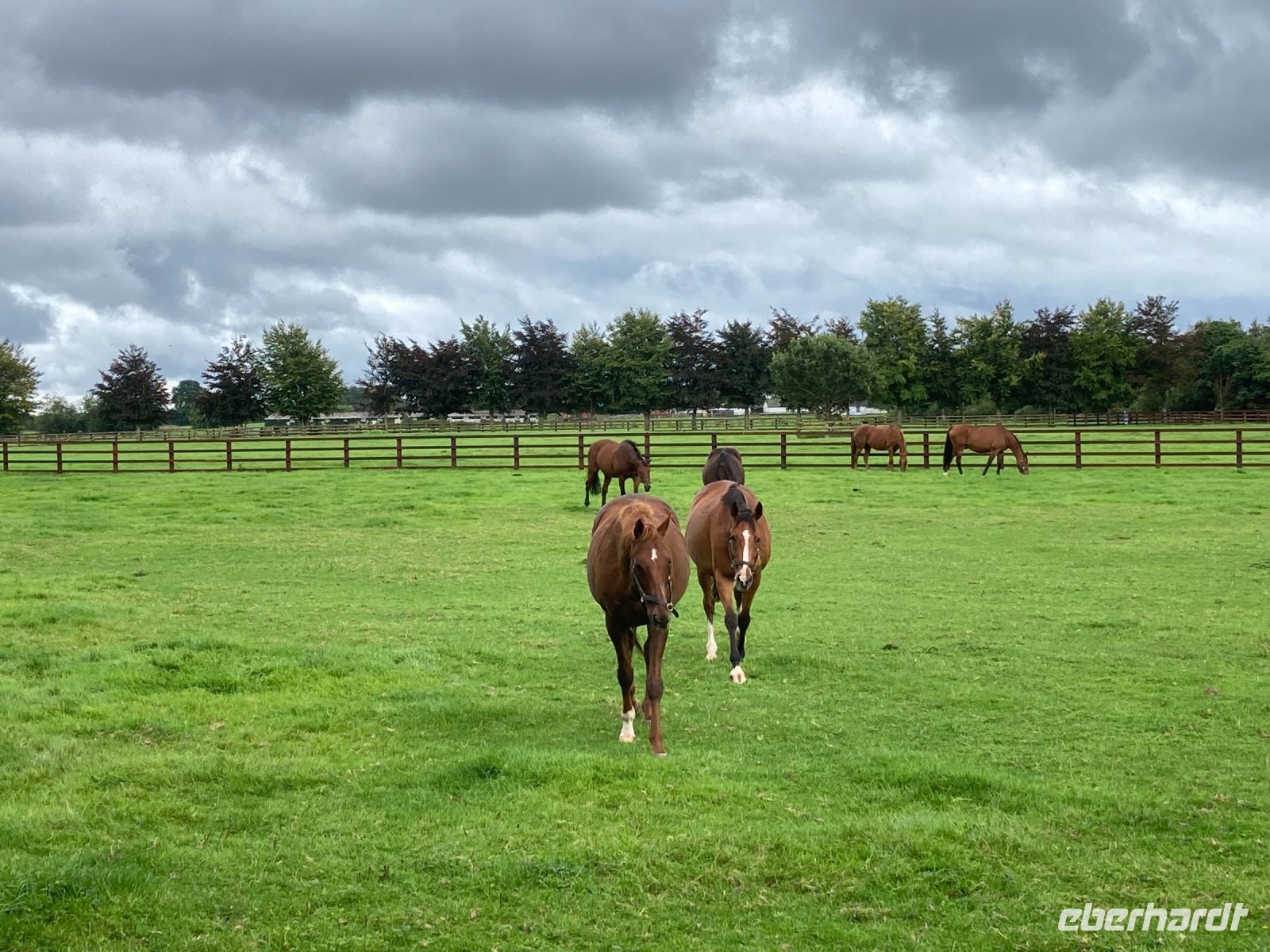 11. Tag – Irish National Stud – Nationalgestüt