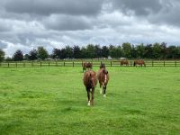 11. Tag – Irish National Stud – Nationalgestüt