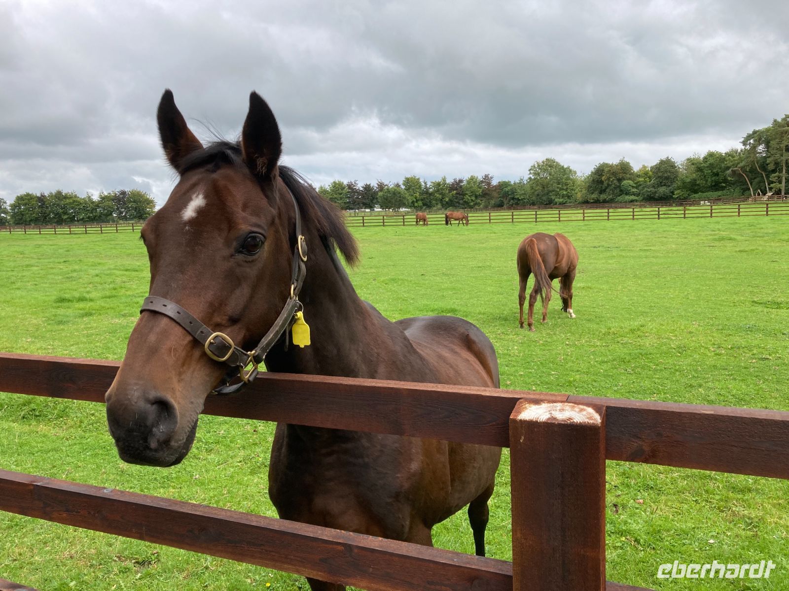 11. Tag – Irish National Stud – Nationalgestüt