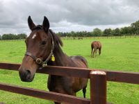 11. Tag – Irish National Stud – Nationalgestüt