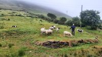 198 – Irland, Ring of Kerry, Schaffarm