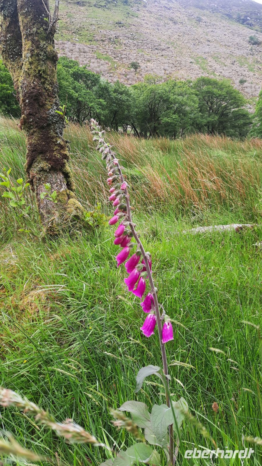 044 – Irland, Glenveagh Nationalpark