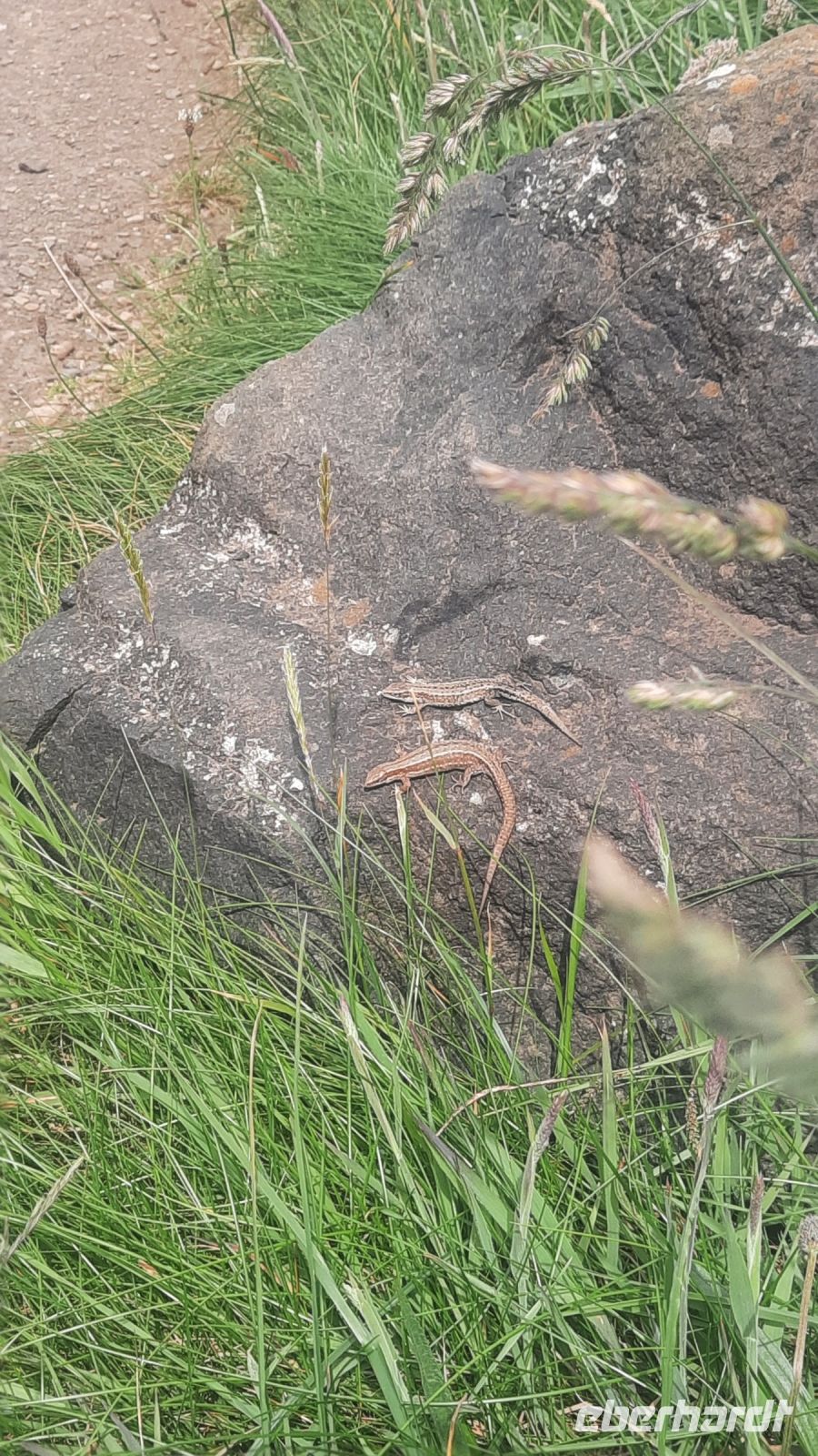 069 – Nordirland, Giants Causeway