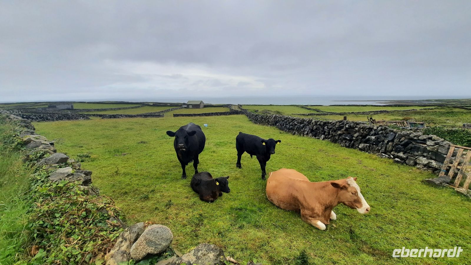 104 – Irland, Aran Insel, Inishmore