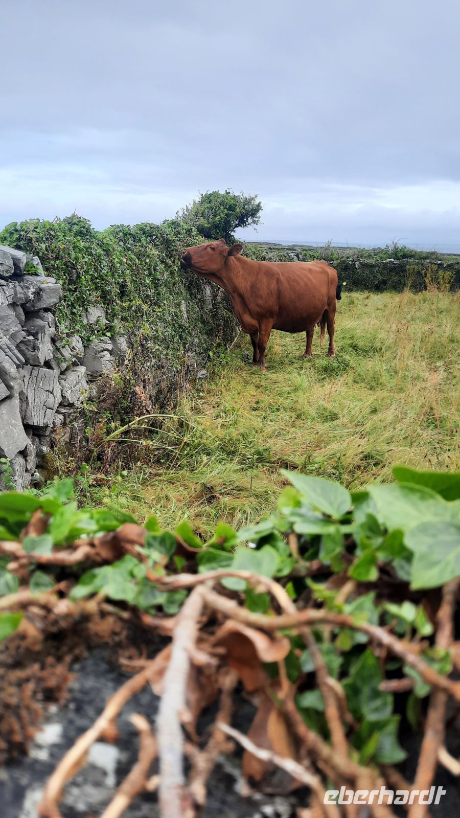 105 – Irland, Aran Insel, Inishmore