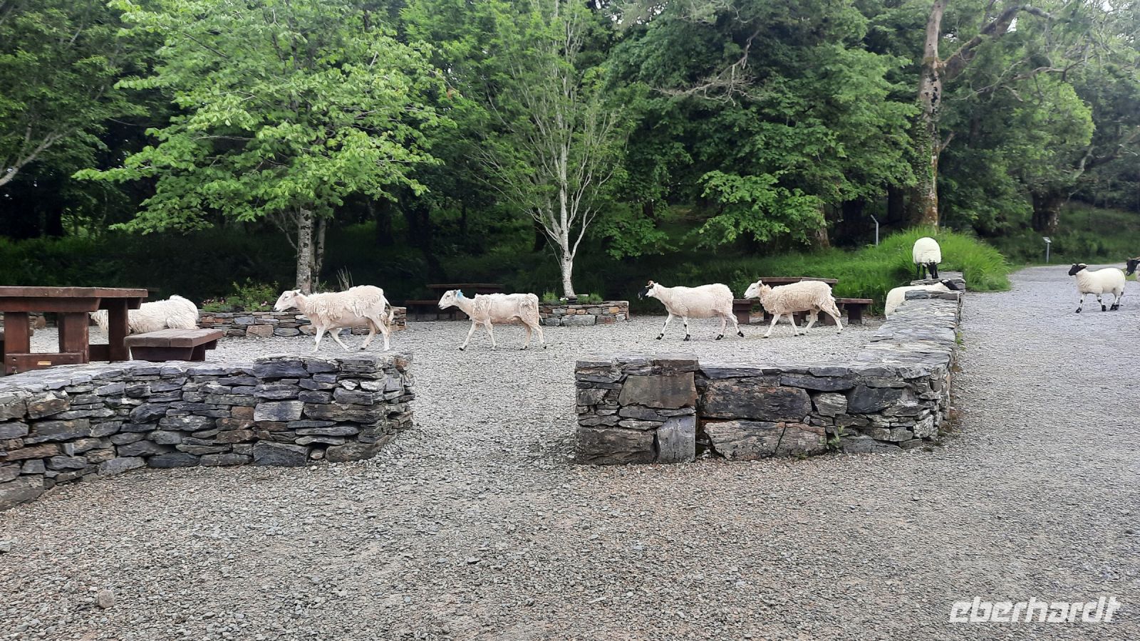 119 – Connemara, Schafe