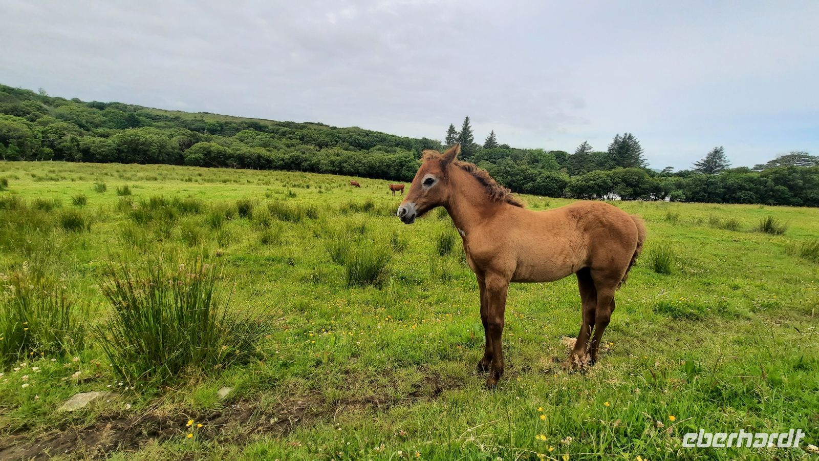 120 – Connemara, Pferd