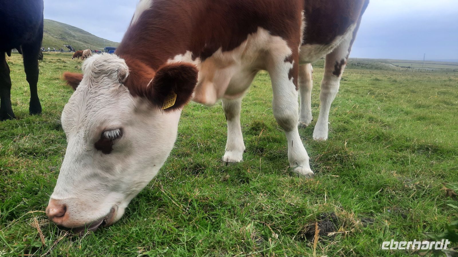 167 – Irland, Cliffs of Moher