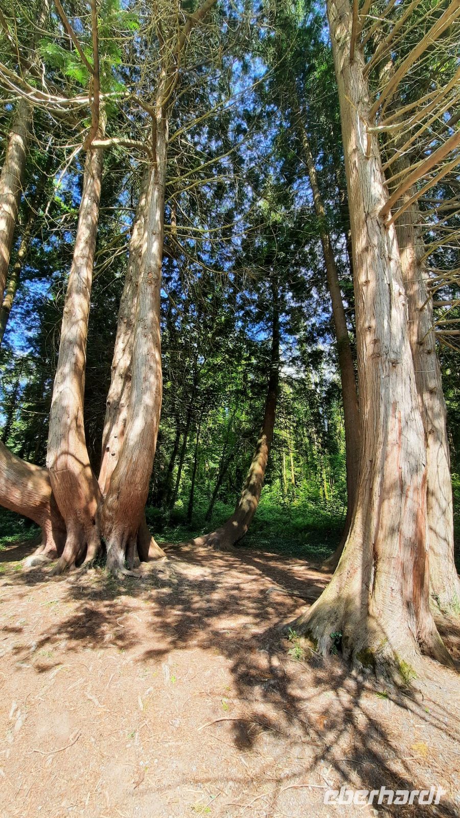 181 – Irland, Gort, Coole Park