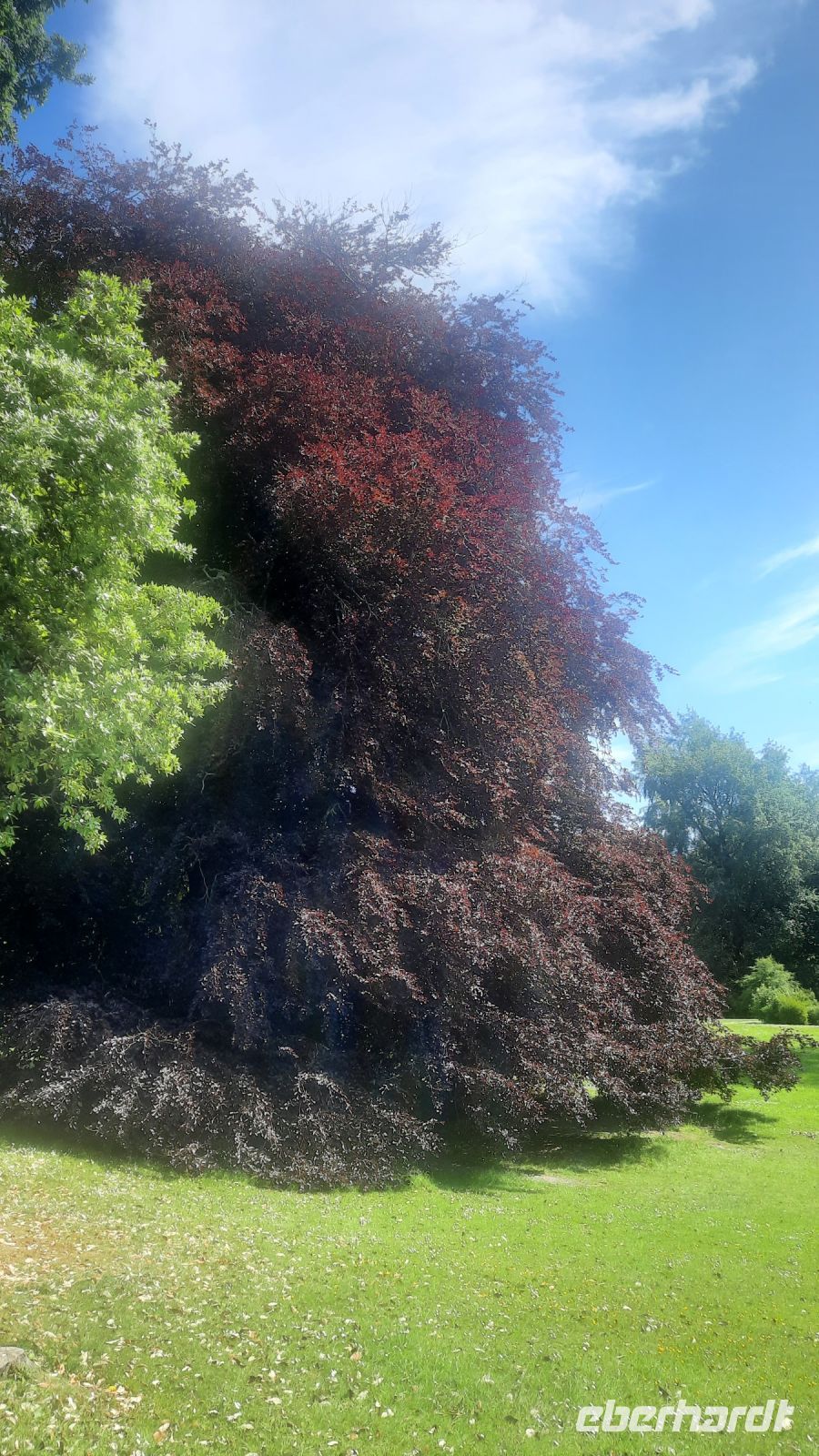 183 – Irland, Gort, Coole Park