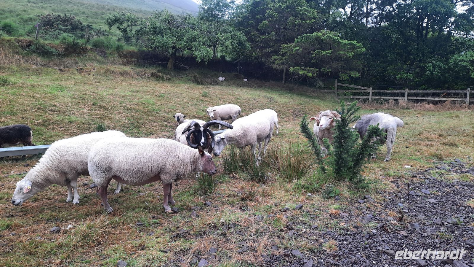 197 – Irland, Ring of Kerry, Schaffarm