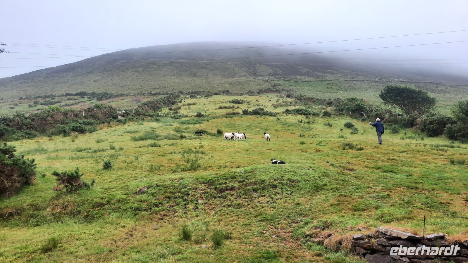 199 – Irland, Ring of Kerry, Schaffarm