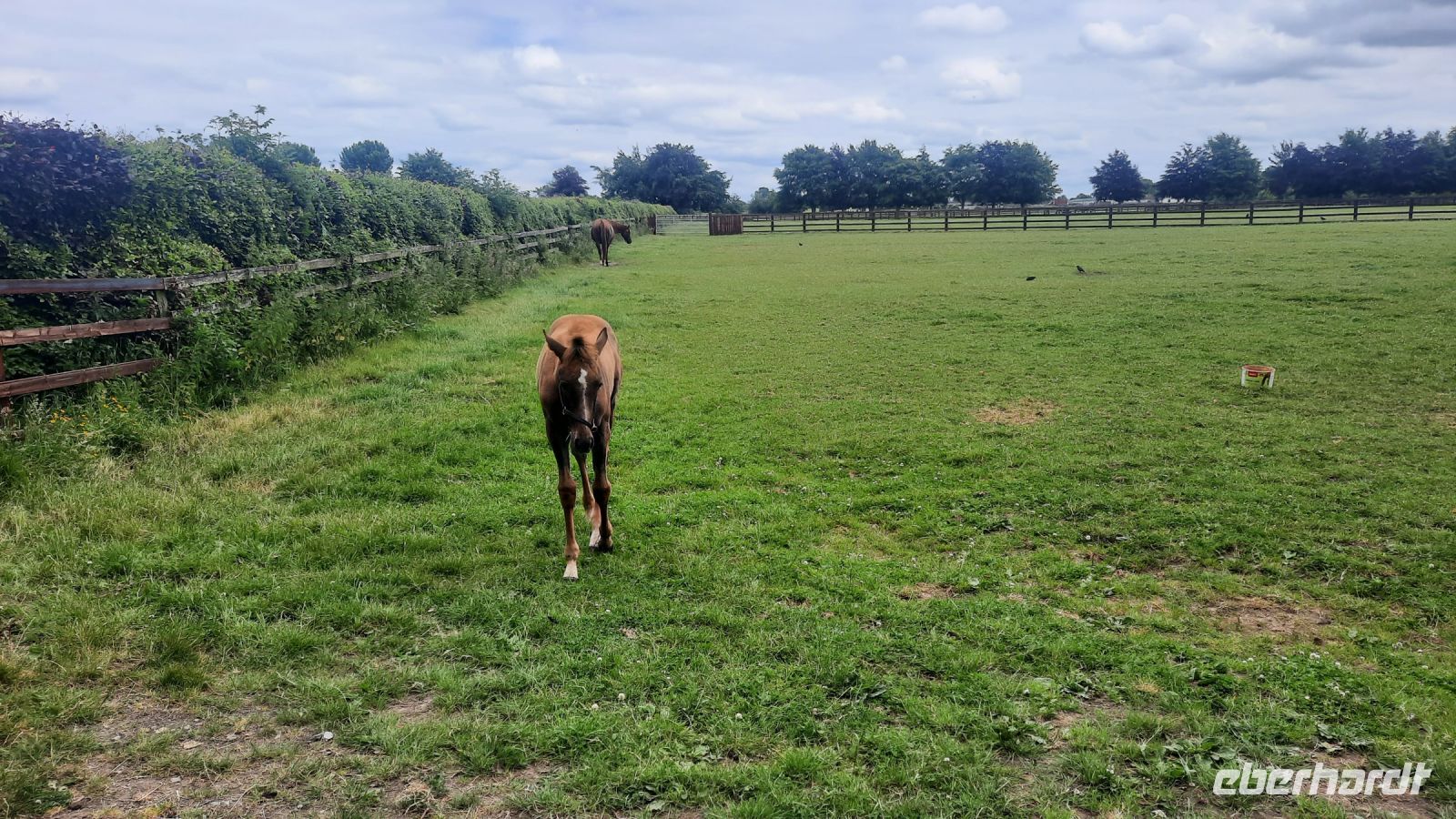 211 – Irland, National Stud, Kildare