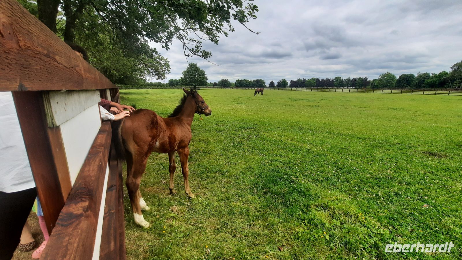 219 – Irland, National Stud, Kildare