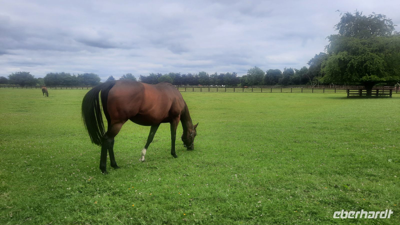 222 – Irland, National Stud, Kildare