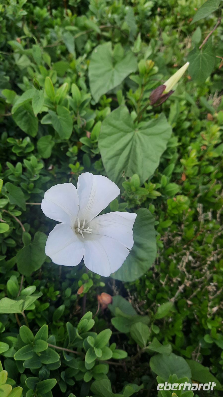 247 – Irland, Powerscourt Gardens