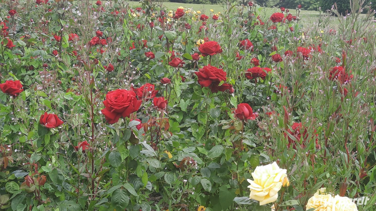 248 – Irland, Powerscourt Gardens