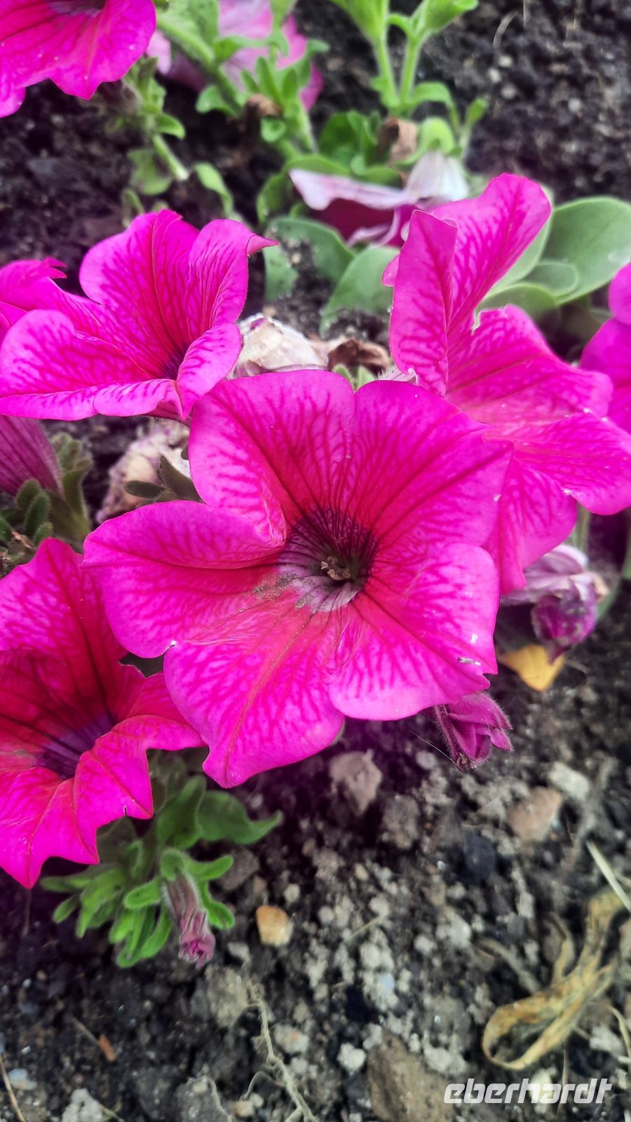 249 – Irland, Powerscourt Gardens