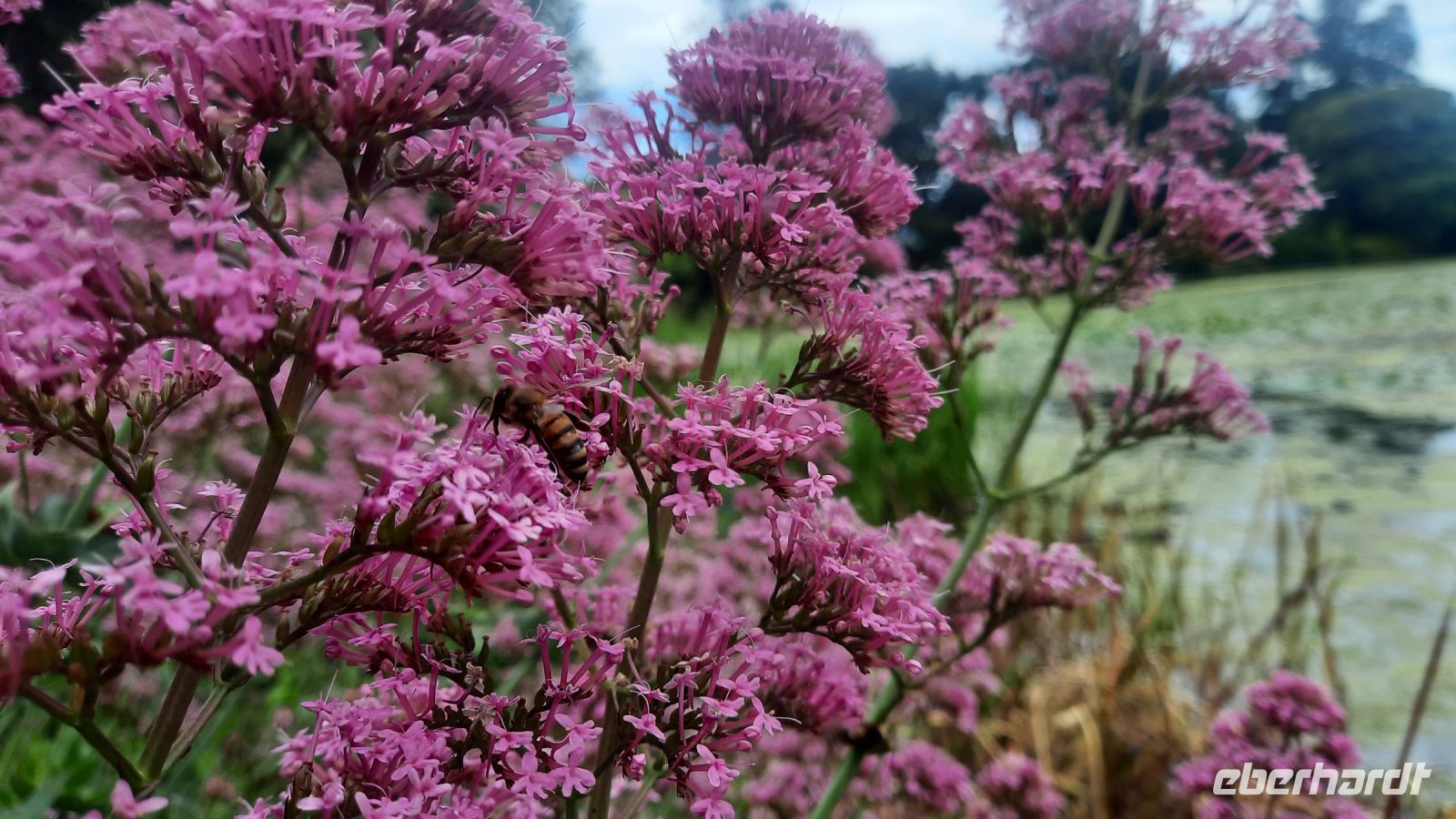 255 – Irland, Powerscourt Gardens