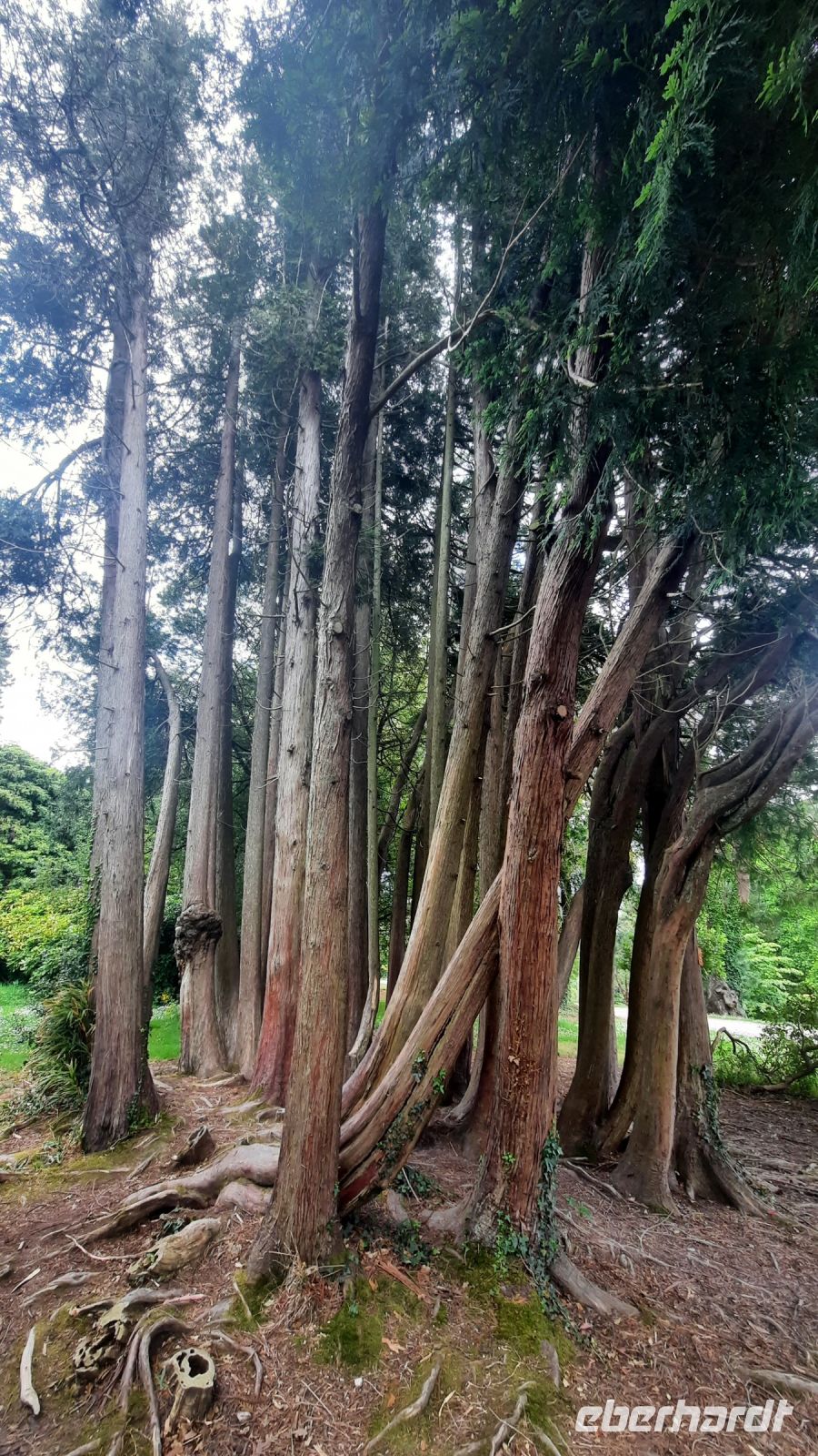 259 – Irland, Powerscourt Gardens