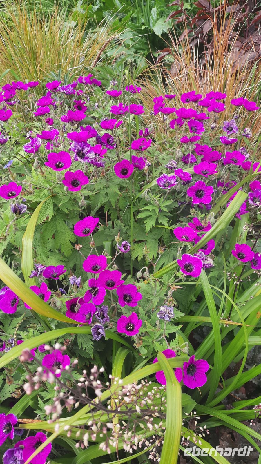 263 – Irland, Powerscourt Gardens