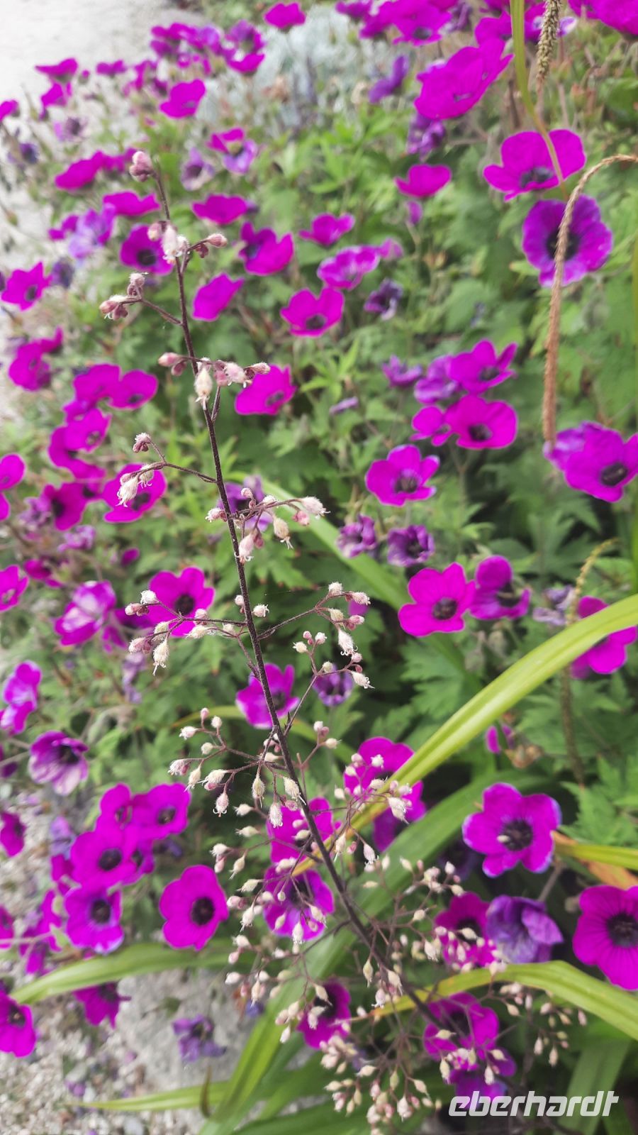 264 – Irland, Powerscourt Gardens