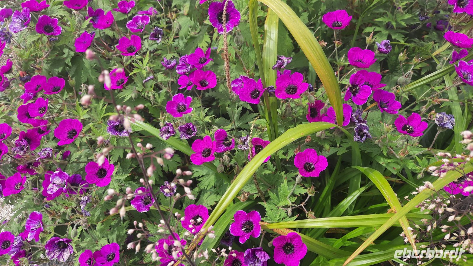 265 – Irland, Powerscourt Gardens