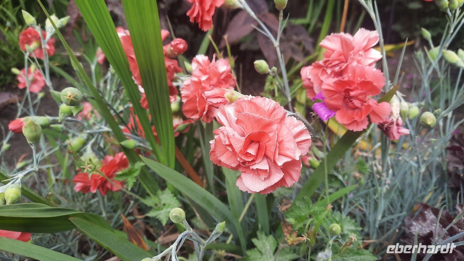 266 – Irland, Powerscourt Gardens