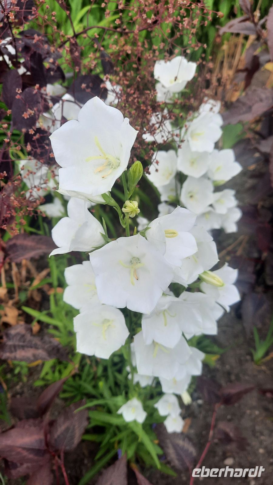 267 – Irland, Powerscourt Gardens