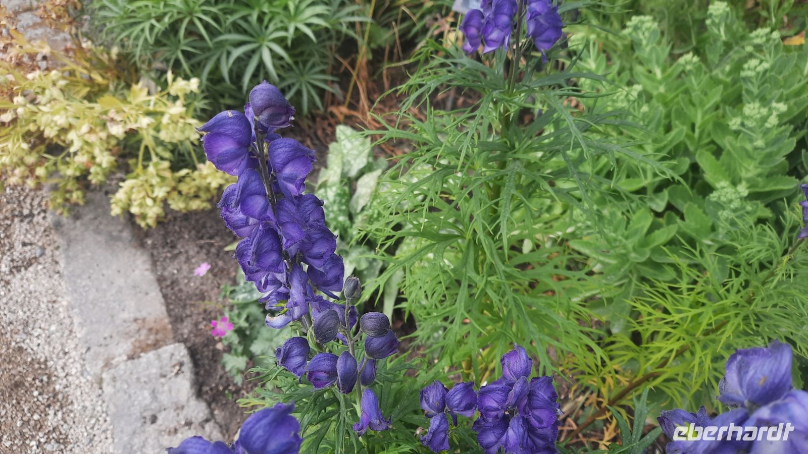 268 – Irland, Powerscourt Gardens