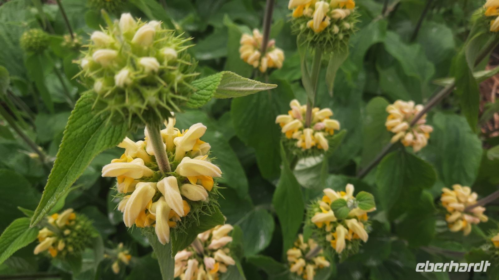 269 – Irland, Powerscourt Gardens