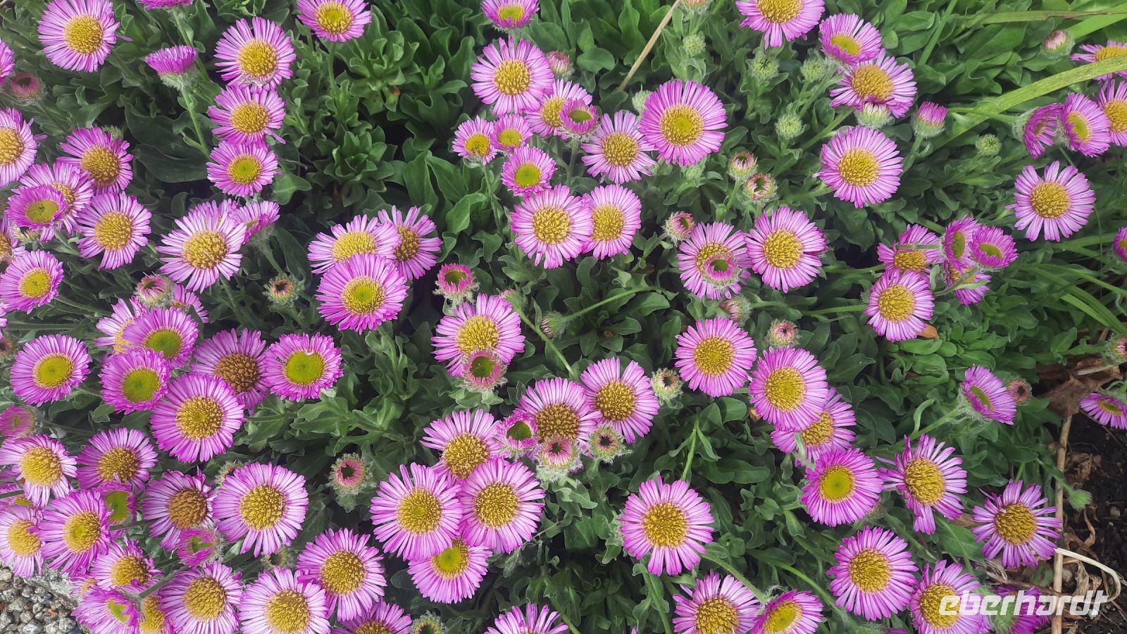 271 – Irland, Powerscourt Gardens