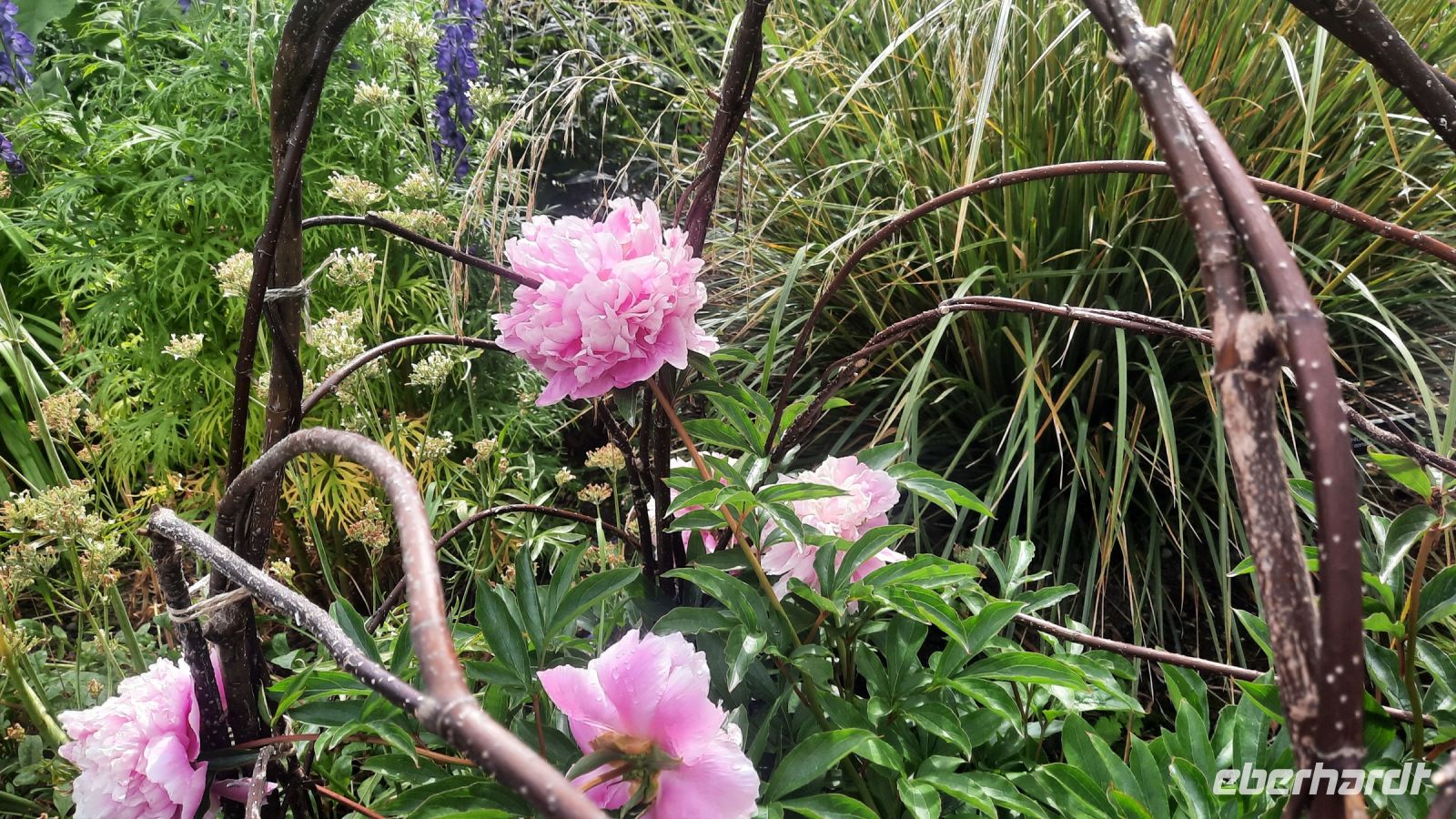 272 – Irland, Powerscourt Gardens