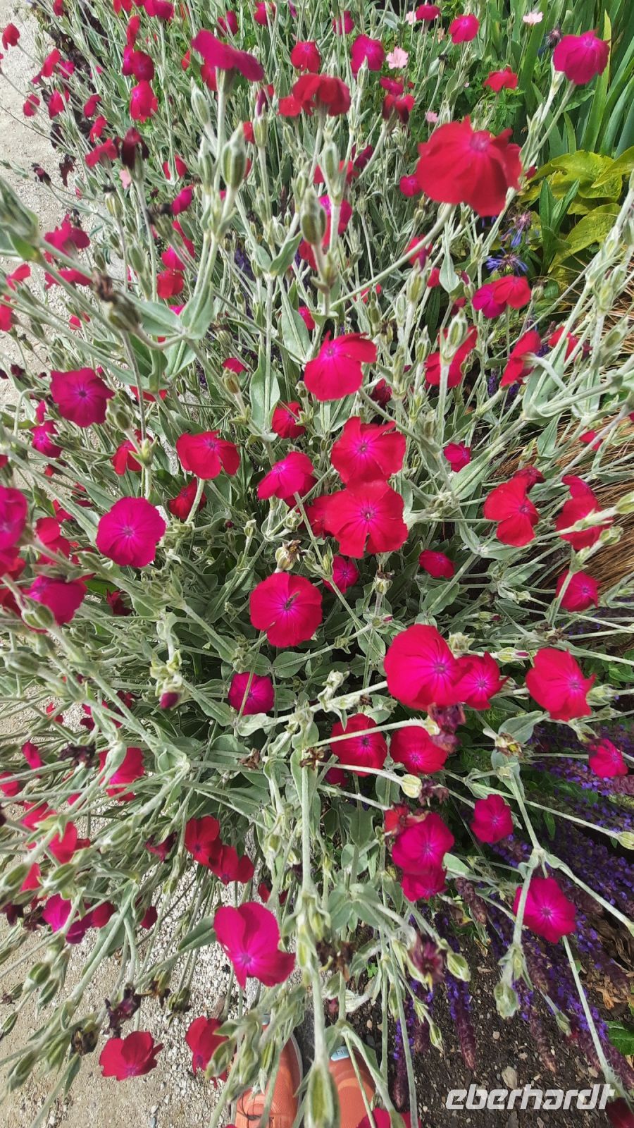 275 – Irland, Powerscourt Gardens