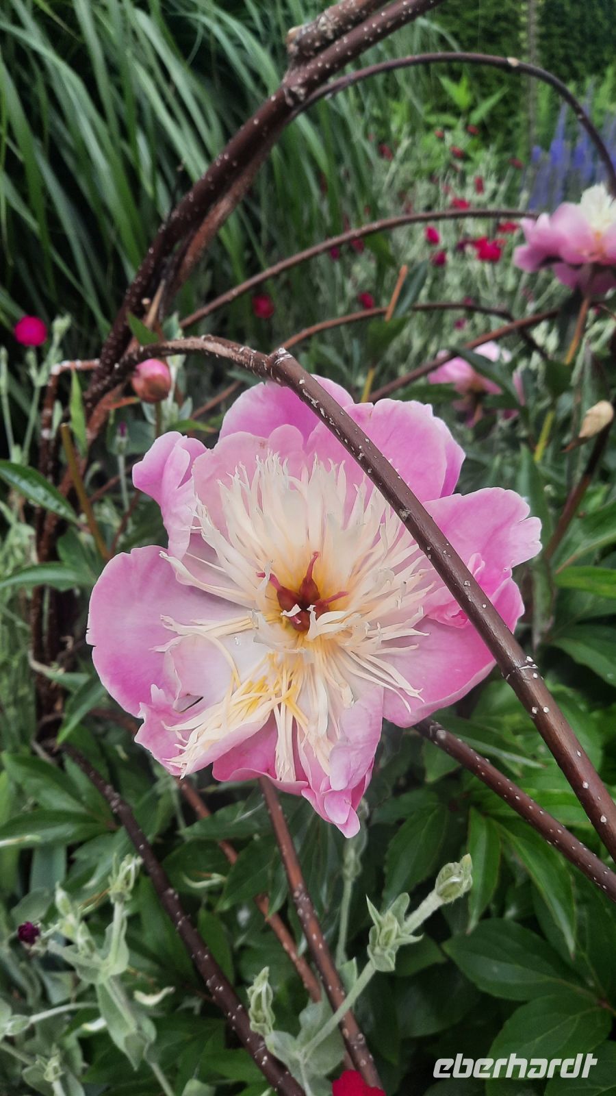 277 – Irland, Powerscourt Gardens