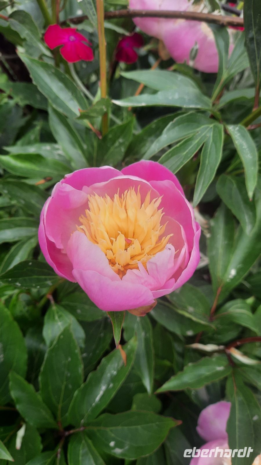 278 – Irland, Powerscourt Gardens