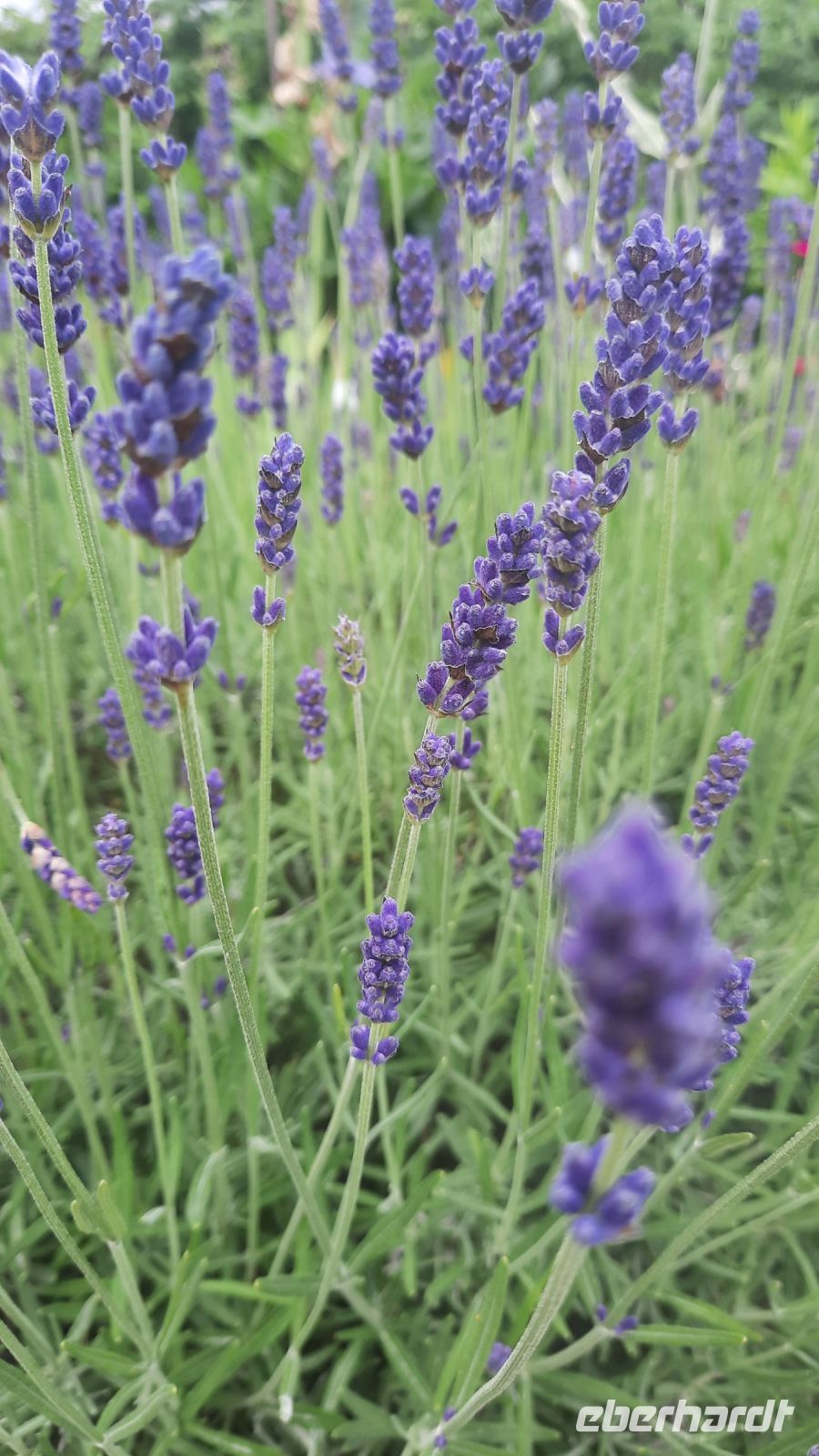 279 – Irland, Powerscourt Gardens