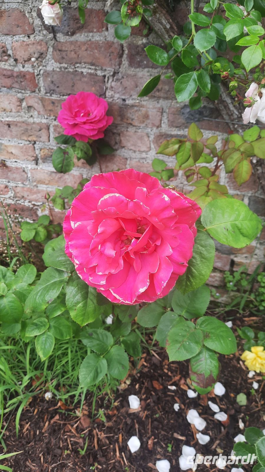 280 – Irland, Powerscourt Gardens