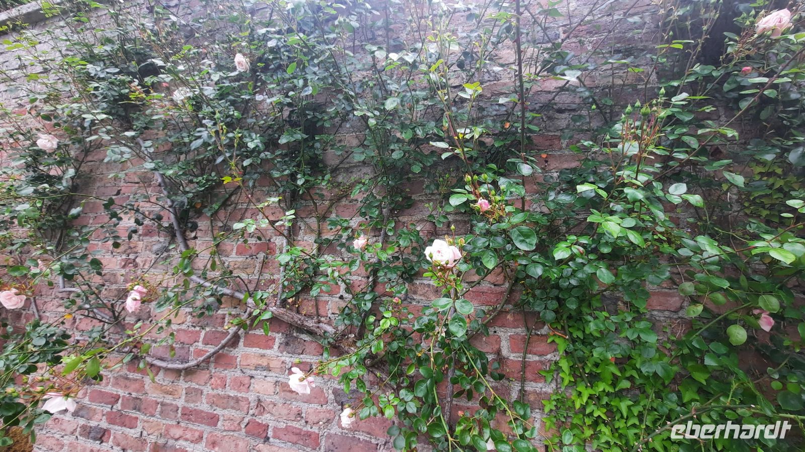 281 – Irland, Powerscourt Gardens