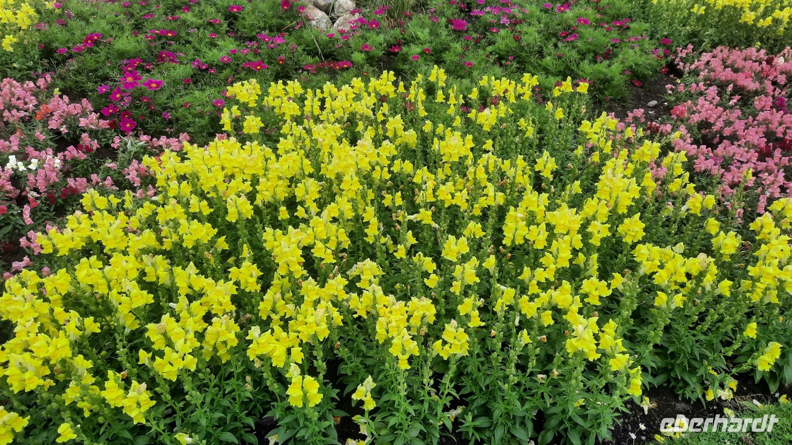 284 – Irland, Powerscourt Gardens